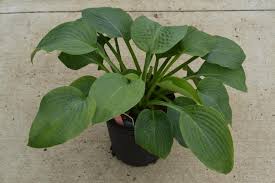 Image result for Hosta sieboldiana 'Elegans'