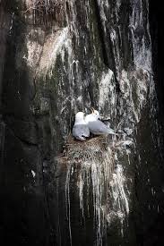 Attēlu rezultāti vaicājumam “Rissa tridactyla nest”