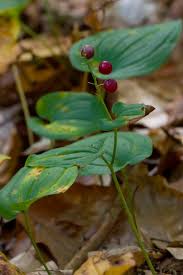 Attēlu rezultāti vaicājumam “Maianthemum bifolium leaf”