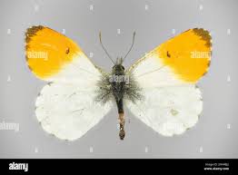 Attēlu rezultāti vaicājumam “Anthocharis cardamines”