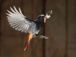 Attēlu rezultāti vaicājumam “Phoenicurus ochruros”