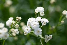 Attēlu rezultāti vaicājumam “Gypsophila paniculata”
