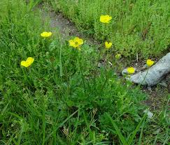 Attēlu rezultāti vaicājumam “Ranunculus bulbosus flower”