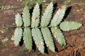 Attēlu rezultāti vaicājumam “Gymnosporangium cornutum”