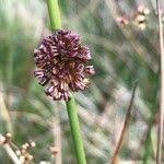 Attēlu rezultāti vaicājumam “Juncus conglomeratus fruit”