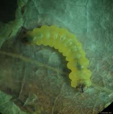 Attēlu rezultāti vaicājumam “Tischeria ekebladella”