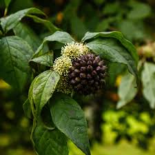 Attēlu rezultāti vaicājumam “Eleutherococcus sessiliflorus”