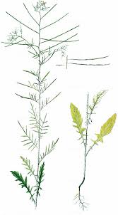 Attēlu rezultāti vaicājumam “Sisymbrium altissimum”