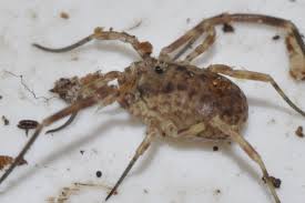 Attēlu rezultāti vaicājumam “Lophopilio palpinalis”