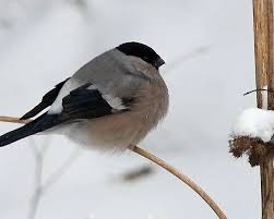 Attēlu rezultāti vaicājumam “Pyrrhula pyrrhula”