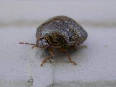 Attēlu rezultāti vaicājumam “Cribraria costata stalked”