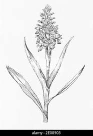 Attēlu rezultāti vaicājumam “Dactylorhiza incarnata leaf”