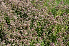 Attēlu rezultāti vaicājumam “Origanum majorana flower”