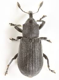 Attēlu rezultāti vaicājumam “Magdalis sp.”