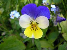 Attēlu rezultāti vaicājumam “Viola tricolor subsp. matutina flower”