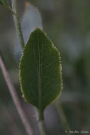 Attēlu rezultāti vaicājumam “Lepidium latifolium leaf”