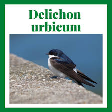 Attēlu rezultāti vaicājumam “Delichon urbicum”