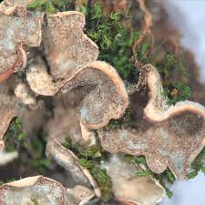 Attēlu rezultāti vaicājumam “Peltigera extenuata”