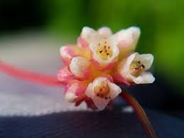 Attēlu rezultāti vaicājumam “Cuscuta epithymum subsp. trifolii flower”