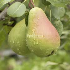 Attēlu rezultāti vaicājumam “Pyrus communis fruit”