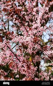 Attēlu rezultāti vaicājumam “Prunus (plum-tree)”