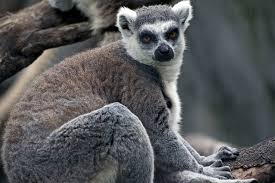 lemur ile ilgili görsel sonucu