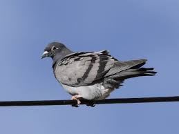 Attēlu rezultāti vaicājumam “Columba livia f. domestica”