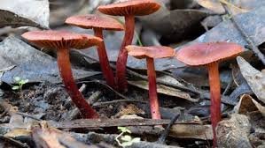 Attēlu rezultāti vaicājumam “Cortinarius sanguineus”