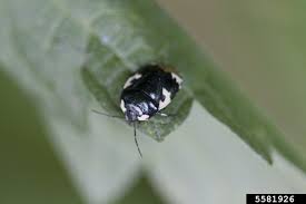 Attēlu rezultāti vaicājumam “Tritomegas bicolor”