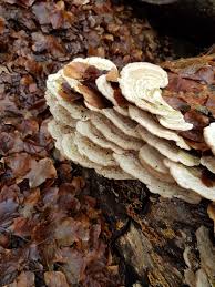 Attēlu rezultāti vaicājumam “Skeletocutis”