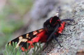 Attēlu rezultāti vaicājumam “Arctia caja imago”