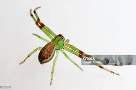 Attēlu rezultāti vaicājumam “Diaea dorsata female”