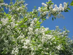 Attēlu rezultāti vaicājumam “Prunus padus var. roseiflora”