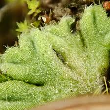 Attēlu rezultāti vaicājumam “Riccia sorocarpa macro”