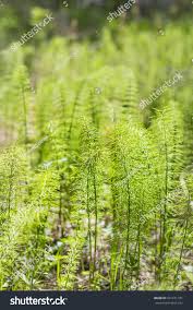 Attēlu rezultāti vaicājumam “Equisetum pratense”