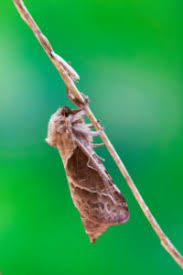 Attēlu rezultāti vaicājumam “Hepialus sylvina female”