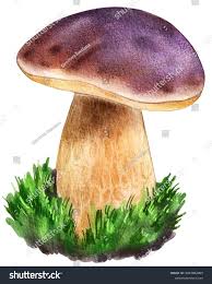 Attēlu rezultāti vaicājumam “Boletus pinophilus”