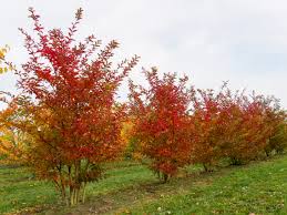 Image result for Lagerstroemia