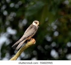 Image result for Falco amurensis