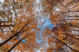 Image result for perspective photography