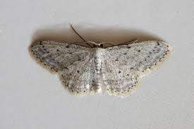 Attēlu rezultāti vaicājumam “Idaea seriata”