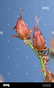 Attēlu rezultāti vaicājumam “Hypericum perforatum fruit”