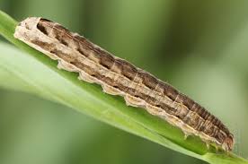 Attēlu rezultāti vaicājumam “Noctua fimbriata imago”