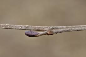 Attēlu rezultāti vaicājumam “Alnus glutinosa bud”