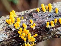 Attēlu rezultāti vaicājumam “Lignydium muscorum plasmodium”