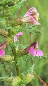 Attēlu rezultāti vaicājumam “Pedicularis palustris”