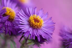 Image result for Aster novae-angliae