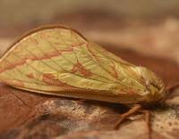 Attēlu rezultāti vaicājumam “Hepialus humuli female”