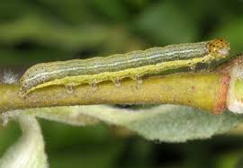 Attēlu rezultāti vaicājumam “Orthosia incerta”