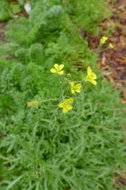 Image result for Diplotaxis tenuifolia